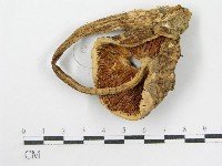 登錄號:F0002269藏品圖，第6張