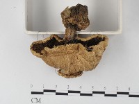 登錄號:F0002270藏品圖，第3張