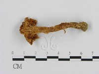 濕傘屬藏品圖，第3張