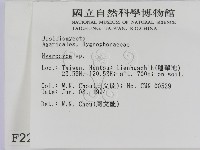 濕傘屬藏品圖，第2張