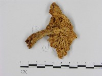 濕傘屬藏品圖，第1張