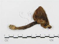 登錄號:F0002275藏品圖，第4張