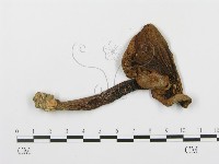 登錄號:F0002275藏品圖，第5張