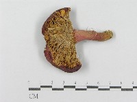 紅菇屬藏品圖，第1張