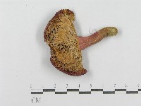 紅菇屬藏品圖，第3張