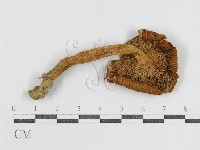 登錄號:F0002277藏品圖，第1張