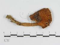 登錄號:F0002277藏品圖，第4張