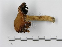 紅菇屬藏品圖，第4張