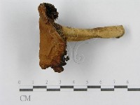 紅菇屬藏品圖，第5張