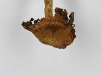 紅菇屬藏品圖，第6張