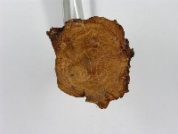 紅菇屬藏品圖，第7張