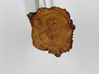 紅菇屬藏品圖，第8張