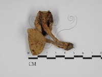 乳菇屬藏品圖，第1張