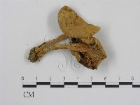 乳菇屬藏品圖，第3張