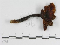 登錄號:F0002282藏品圖，第1張