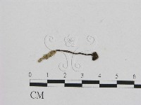 小菇屬藏品圖，第1張