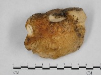 登錄號:F0002286藏品圖，第1張