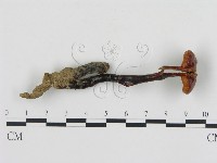 登錄號:F0002288藏品圖，第1張