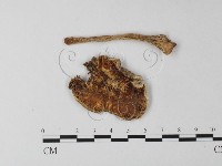 登錄號:F0002290藏品圖，第4張