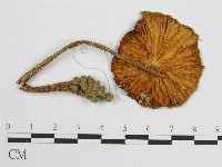 登錄號:F0002291藏品圖，第1張