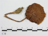 登錄號:F0002291藏品圖，第3張