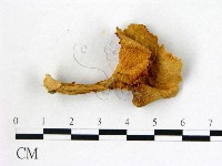 登錄號:F0002292藏品圖，第1張