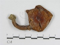 登錄號:F0002293藏品圖，第1張