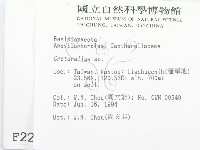 喇叭菌屬藏品圖，第2張