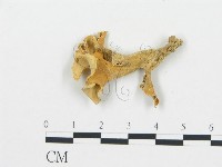 喇叭菌屬藏品圖，第1張