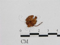 小皮傘屬藏品圖，第3張