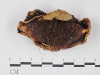 登錄號:F0002300藏品圖，第1張