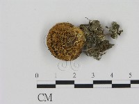 登錄號:F0002302藏品圖，第1張