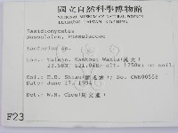 乳菇屬藏品圖，第2張