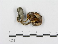 登錄號:F0002304藏品圖，第1張