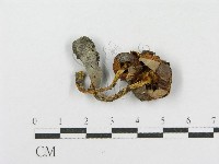 登錄號:F0002304藏品圖，第4張