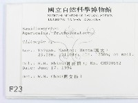 杯傘屬藏品圖，第2張