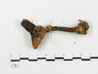 登錄號:F0002309藏品圖，第3張