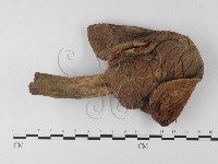 登錄號:F0002310藏品圖，第4張