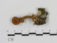 登錄號:F0002311藏品圖，第1張