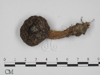 登錄號:F0002312藏品圖，第1張