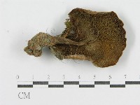 登錄號:F0002315藏品圖，第1張