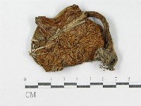登錄號:F0002317藏品圖，第1張