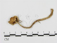 登錄號:F0002319藏品圖，第1張