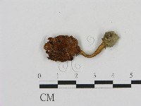 登錄號:F0002320藏品圖，第3張