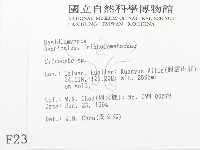 杯傘屬藏品圖，第2張