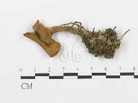 杯傘屬藏品圖，第1張