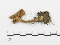 杯傘屬藏品圖，第3張