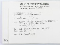 杯傘屬藏品圖，第2張