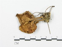 杯傘屬藏品圖，第3張