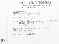 杯傘屬藏品圖，第2張